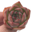 Echeveria 'Keralean' 1" Succulent Plant