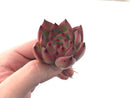 Echeveria Agavoides 'Estrella' 2" Succulent Plant