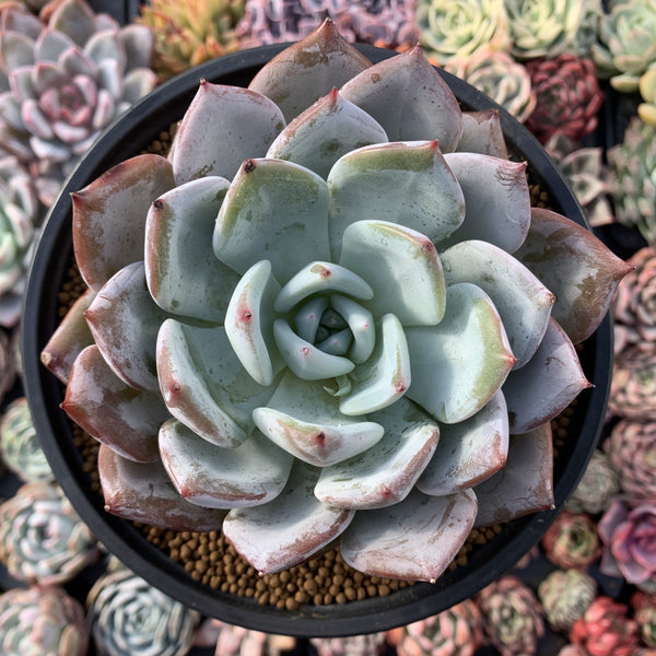 Echeveria 'Giant Purple' 4"-5" Powdery Succulent Plant