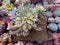 Echeveria 'Green Emerald' Variegated 4” Cluster Succulent Plant