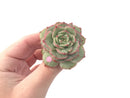 Echeveria ‘Ice Love’ Variegated 2” Succulent Plant