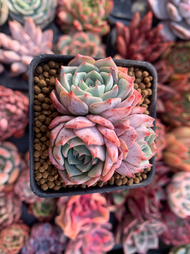 Echeveria 'Violetta' Cluster 2"-3" Succulent Plant