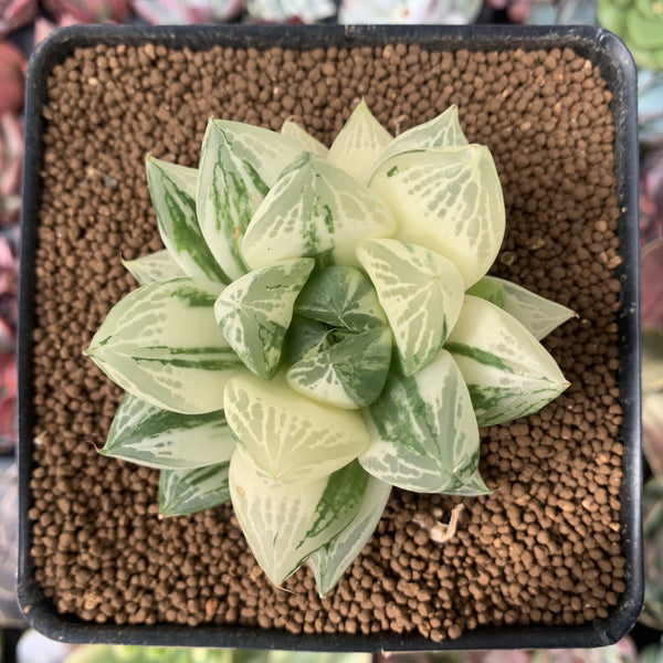 Haworthia 'Cymbiformis' Variegated 3" Succulent Plant