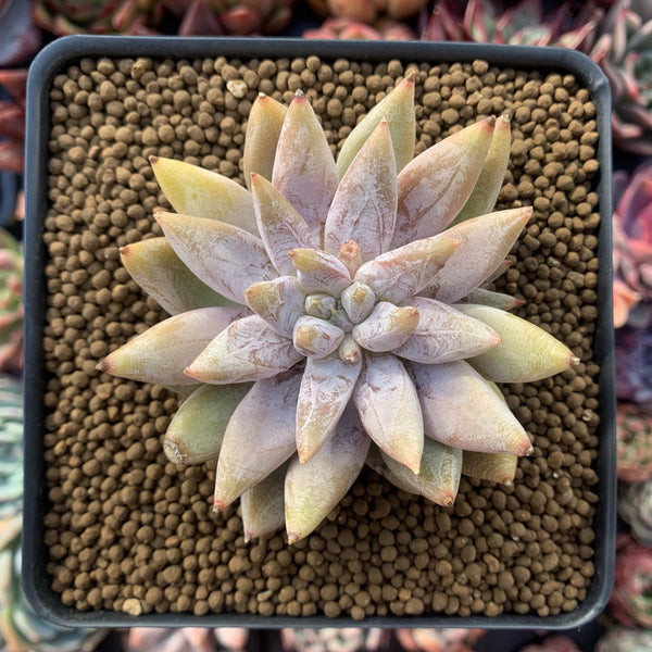 Echeveria 'Tolimanensis' 4" Succulent Plant