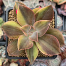 Graptoveria 'Fred Ives' Variegated 3" Succulent Plant