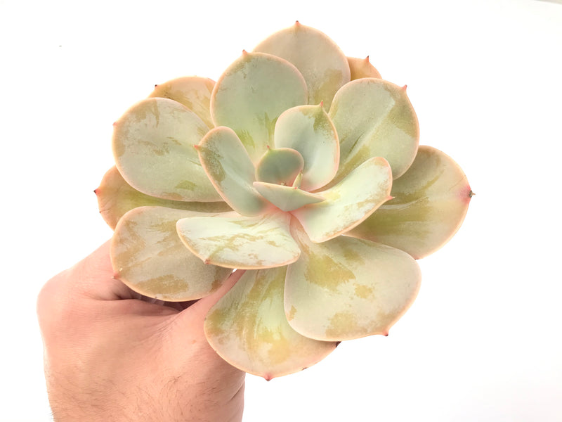 Echeveria 'Slimeball' 5" Large Succulent Plant