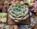 Echeveria 'Amabile' 2" Powdery Succulent Plant