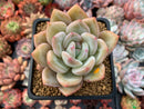 Echeveria 'White Champaign' 3" Succulent Plant