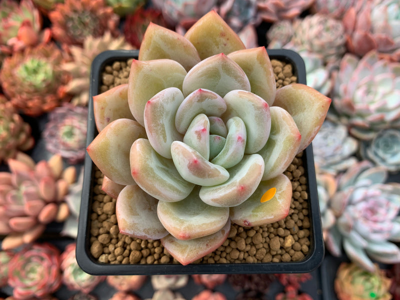 Echeveria 'White Champaign' 3" Succulent Plant