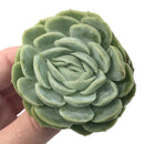 Echeveria 'Mexican Rose' 2" Rare Succulent Plant