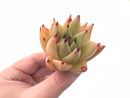 Echeveria Agavoides Royal 2”-3” Specimen Rare Succulent Plant