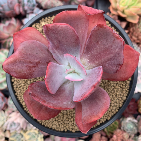 Echeveria 'Dream and Phantasm' Variegated 4” Succulent Plant