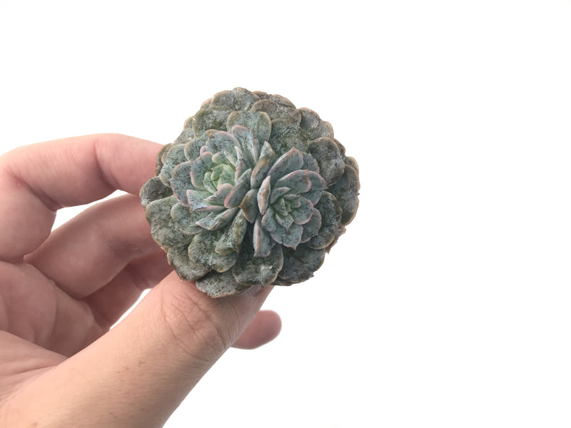 Echeveria 'Dr. Butterfield' Mutated 3" Rare Succulent Plant