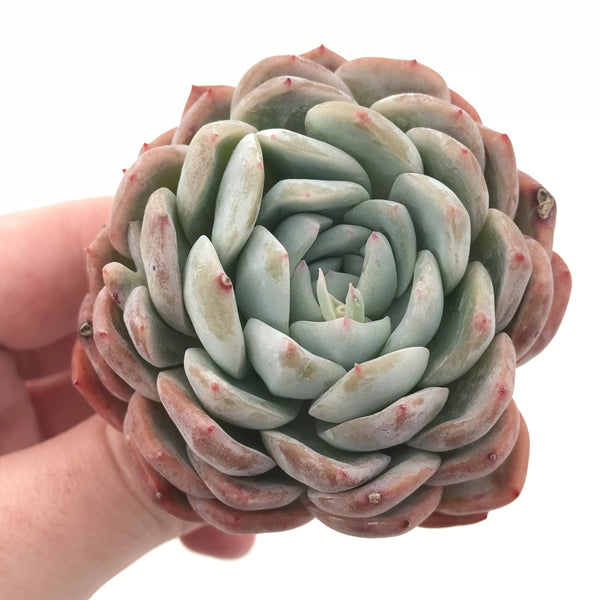 Echeveria ‘Yusuke’ 3” Rare Succulent Plant