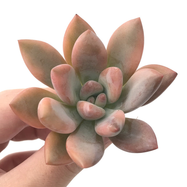 Graptoveria ‘Opalina‘ Variegated 3” Rare Succulent Plant