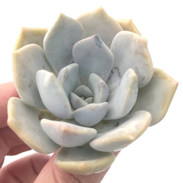 Echeveria 'Tiramisu' 2"-3" Succulent Plant