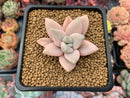 Graptopetalum 'Paraguayensis Awayuki' 1" Succulent Plant