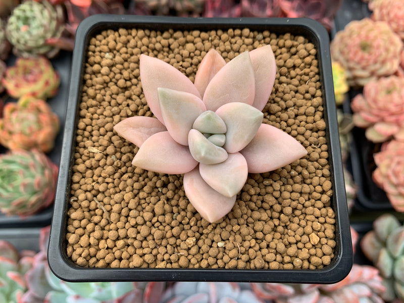 Graptopetalum 'Paraguayensis Awayuki' 1" Succulent Plant