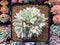 Echeveria 'Mebina' Variegated 4" Cluster Succulent Plant