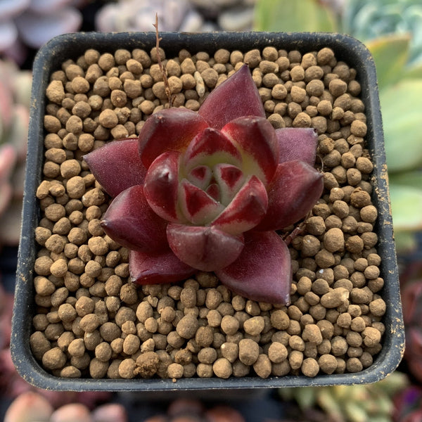 Echeveria Agavoides 'Red Rubin' 1" Small Succulent Plant