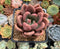 Graptoveria 'Ruby Donna' 2" Succulent Plant