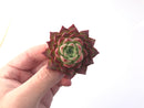 Echeveria Agavoides 'Jelly Peach' 2" Succulent Plant