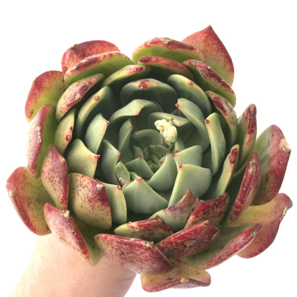 Echeveria Agavoides 'Red Glow' 7"-8" Very Large Rare Succulent Plant