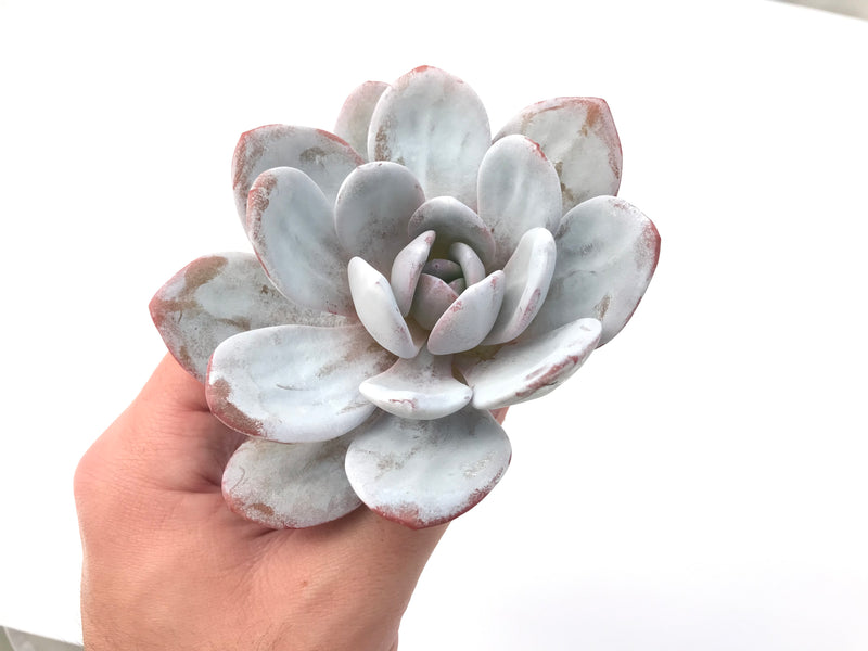 Echeveria 'Laui’ 3"-4" Powdery Succulent Plant