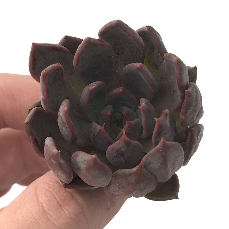 Echeveria Agavoides 'Magic Plot' 2" Rare Succulent Plant