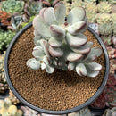 Cotyledon 'Orbiculata' 3"-4" Succulent Plant