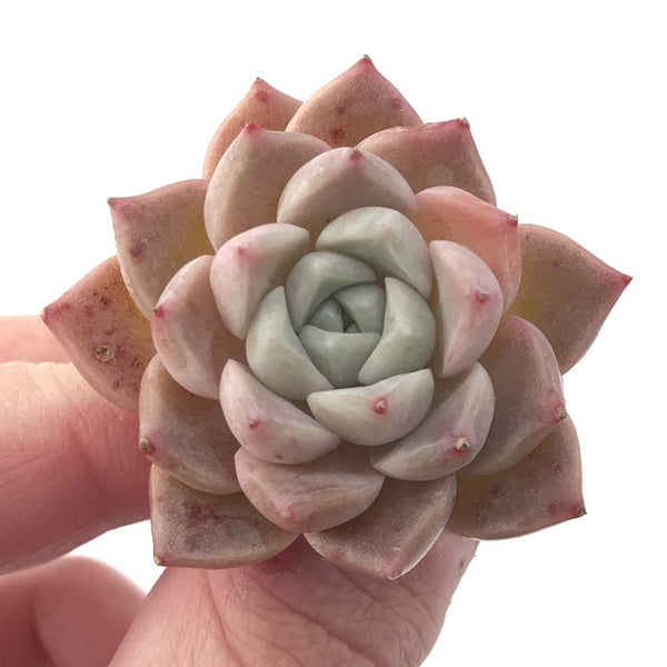 Echeveria 'Pink Spot' 2" Succulent Plant