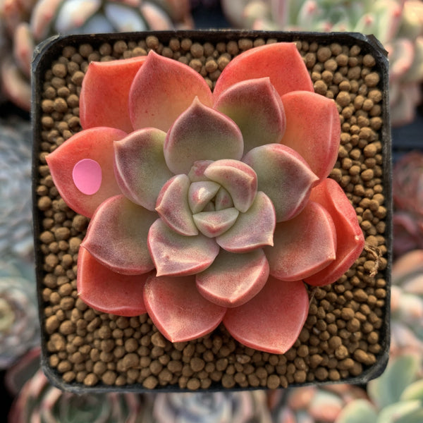 Echeveria 'Moralbi' 1" Succulent Plant