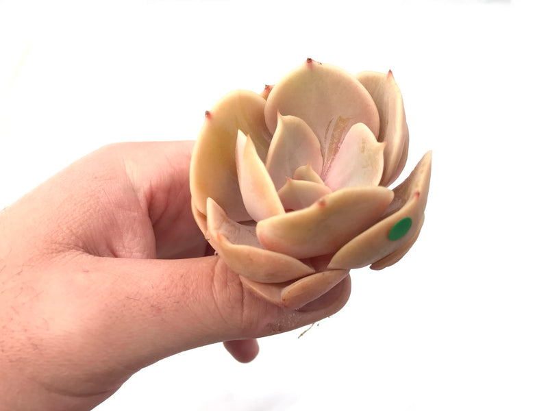 Echeveria 'Slime Ball' 4” Rare Succulent Plant