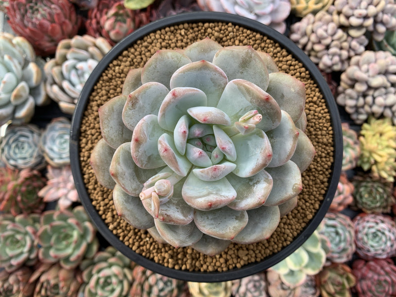 Echeveria 'Orange Monroe' 4”-5" Powdery Succulent Plant