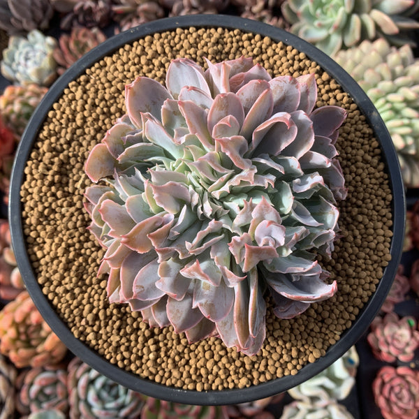 Echeveria 'Trumpet Pinky' Crested 4" Succulent Plant