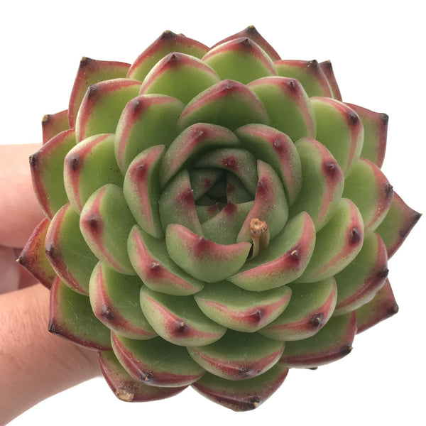 Echeveria sp. 2"-3" Rare Succulent Plant