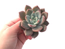 Echeveria 'Purple Champaign' 4 Succulent Plant