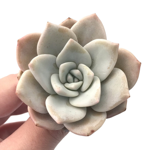 Echeveria ‘Missing You’ New Hybrid 2” Rare Succulent Plant