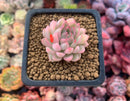 Echeveria 'Mebina' Variegated 1" Succulent Plant