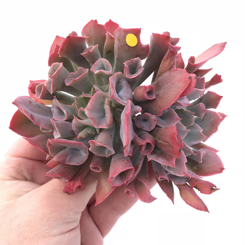 Echeveria Trumpet Pinky Double-Headed Cluster Large 5”-6” Rare Succulent Plant