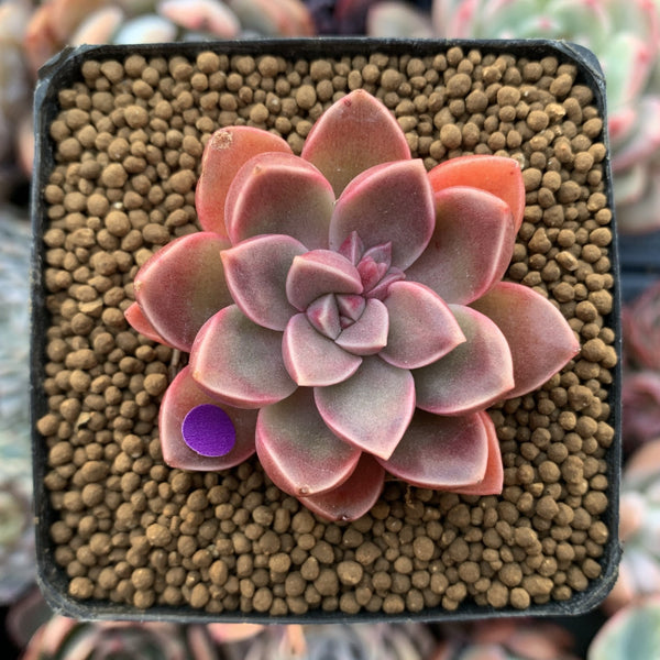 Echeveria 'Moralbi' 1" Succulent Plant