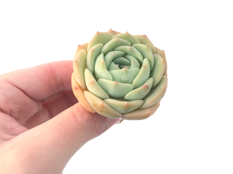 Echeveria 'Gold Cream' 3" New Hybrid Succulent Plant