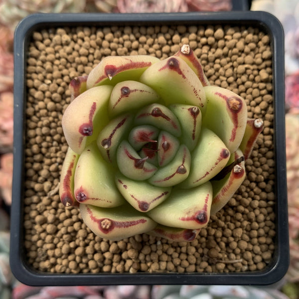 Echeveria Agavoides 'Maria' Hybrid 2" Succulent Plant