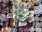 Echeveria 'Secunda' Variegated 4” Rare Succulent Plant