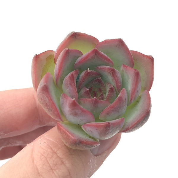 Echeveria 'Estrella' 1”-2" Rare Succulent Plant