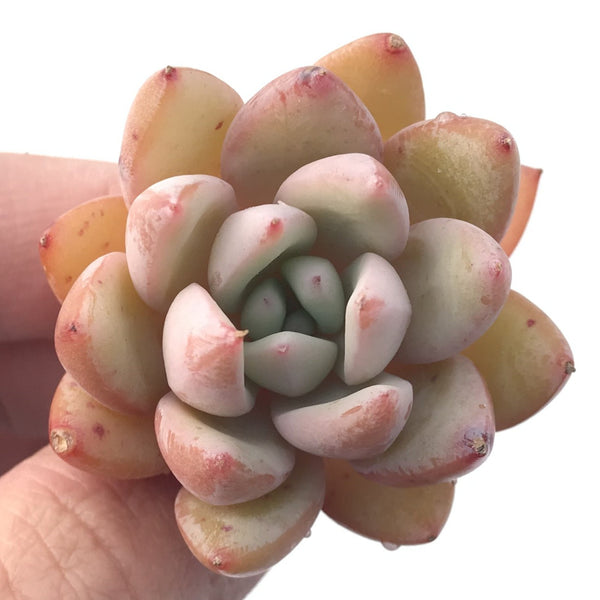 Echeveria 'Viva' 1"-2" New Hybrid Succulent Plant