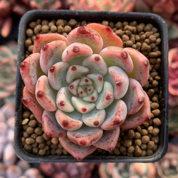 Echeveria 'Cherry Blossom Ending' 1"-2" Succulent Plant