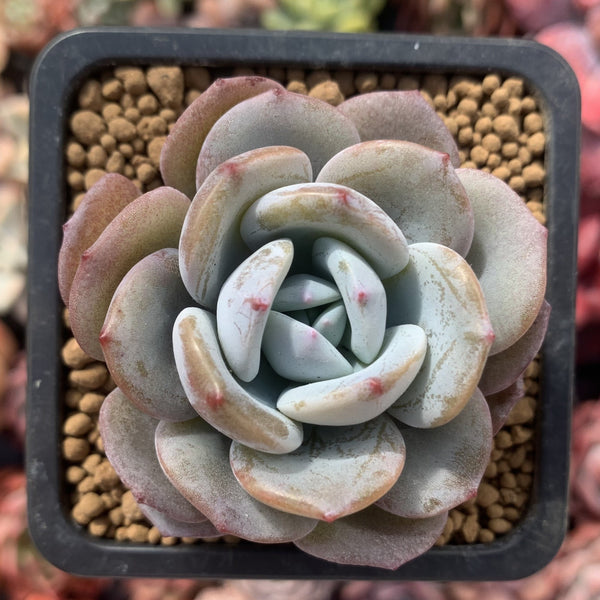 Echeveria 'Icy Purple' 2" Powdery Succulent Plant