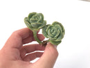 Echeveria 'Lovely Rose' 2"-3" Succulent Plant