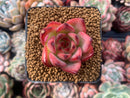 Echeveria Agavoides 'Fire Pillar' 1"-2" Succulent Plant